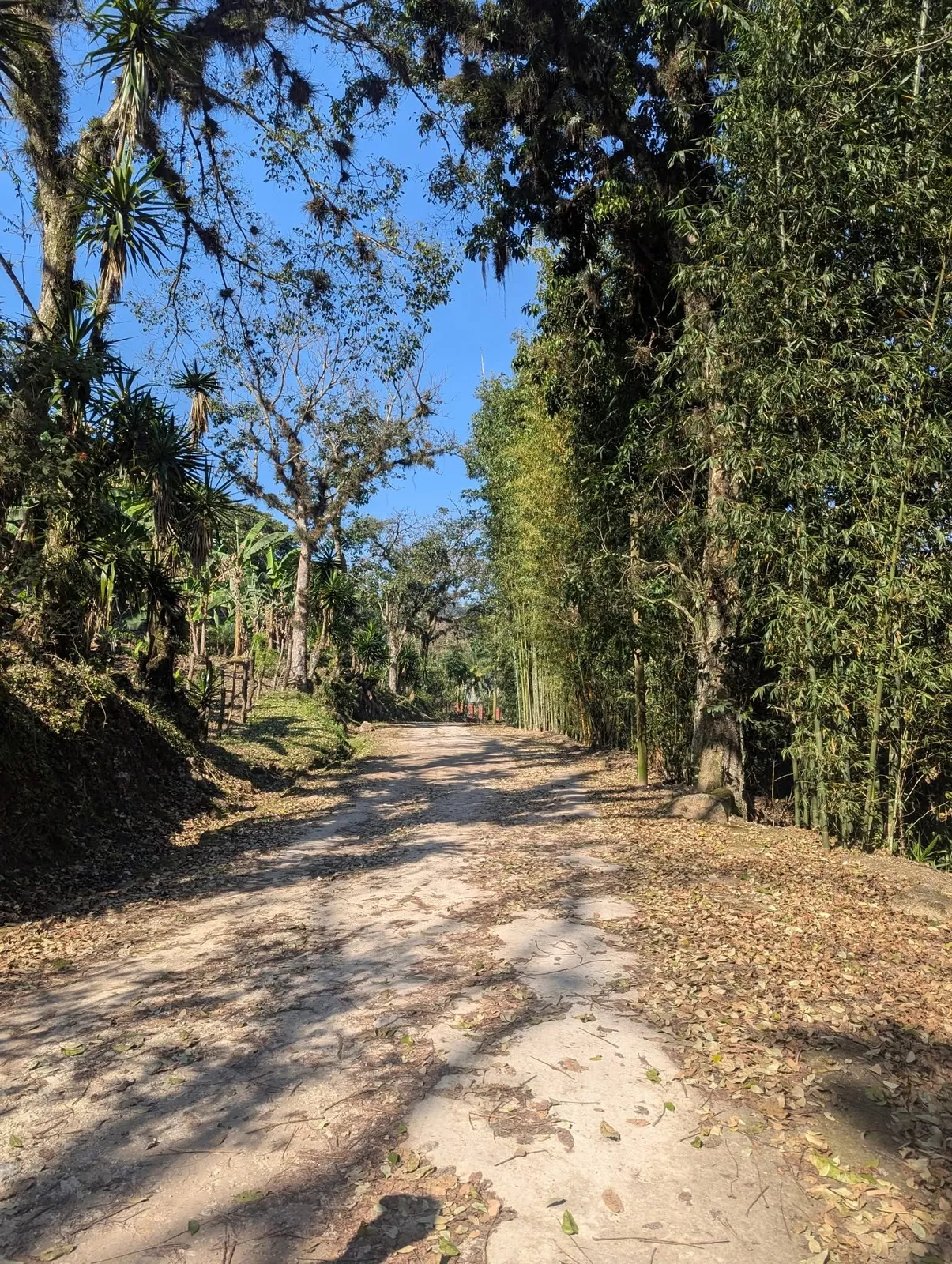 Tree-lined access road